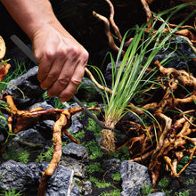 Cargar imagen en el visor de la galería, Oase Pinzas