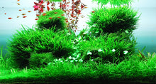 Cargar imagen en el visor de la galería, Easy Life GreenScape