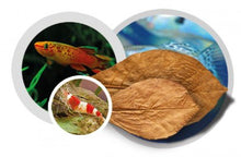 Cargar imagen en el visor de la galería, Easy Life Catappa-X