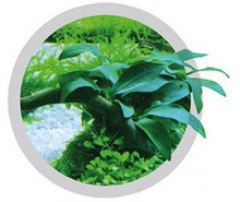 Cargar imagen en el visor de la galería, Easy Life EasyCarbo