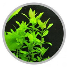 Cargar imagen en el visor de la galería, Easy Life Kalium Potassium